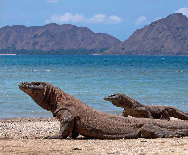 Indónesía. Köfun og jóga - Image 10