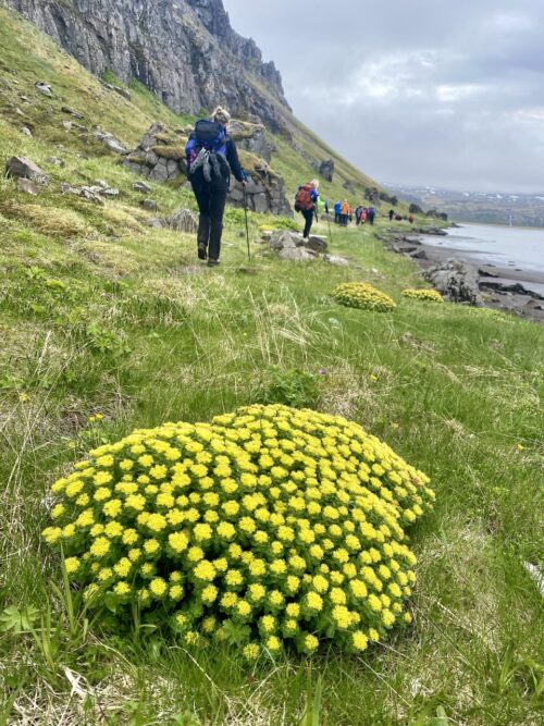 Hornstrandir Film Festival Hikes